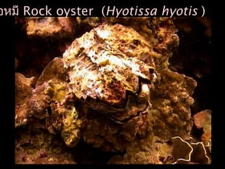 อหมี Rock oyster (Hyotissa hyotis )
 