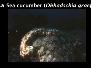 เล Sea cucumber (Obhadschia graef
 