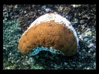 Coral lec02