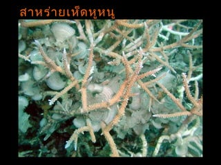 สาหร่ายเห็ดหูหนู
(Padina sp.)
 