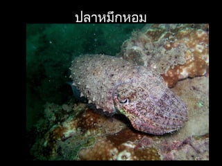 ปลาหมึกหอม
 