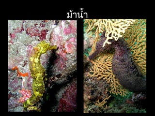 ม้านำ้า
 