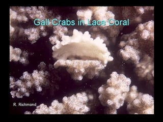 Coral lec02