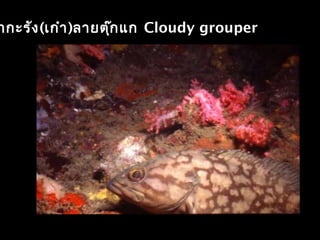 ากะรัง(เก๋า)ลายตุ๊กแก Cloudy grouper
 