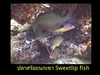 ปลาสร้อยนกเขา Sweetlip fish
 