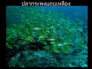 ปลากระพงแถบเหลือง
 