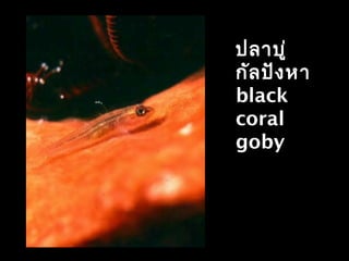 ปลาบู่
กัลปังหา
black
coral
goby
 