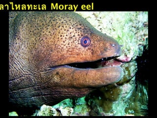ลาไหลทะเล Moray eel
 