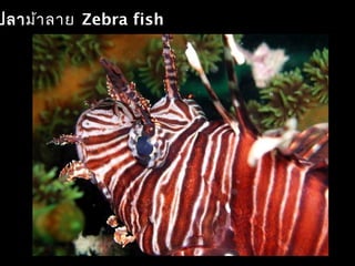 ปลาม้าลาย Zebra fish
 