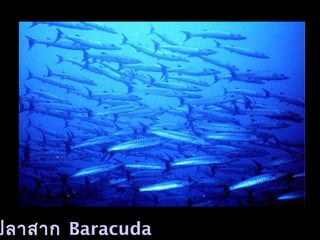 ปลาสาก Baracuda
 