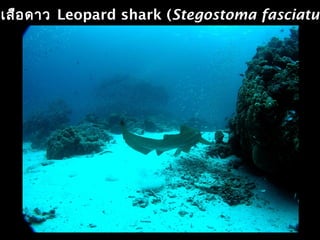 เสือดาว Leopard shark (Stegostoma fasciatum
 