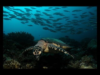 Coral lec02