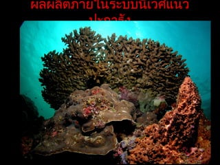 ผลผลิตภายในระบบนิเวศแนว
ปะการัง
 