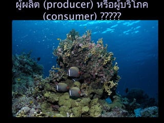 ผู้ผลิต (producer) หรือผู้บริโภค
(consumer) ?????
 
