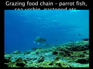 Grazing food chain – parrot fish,
sea urchin, gastopod etc.
 