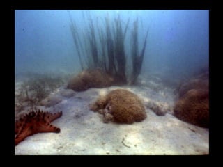 Coral lec02