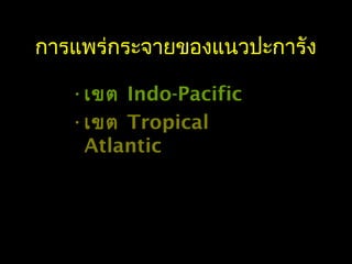 การแพร่กระจายของแนวปะการัง
•เขต Indo-Pacific
•เขต Tropical
Atlantic
 