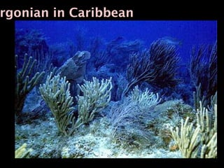 rgonian in Caribbean
 