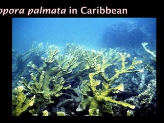 opora palmata in Caribbean
 