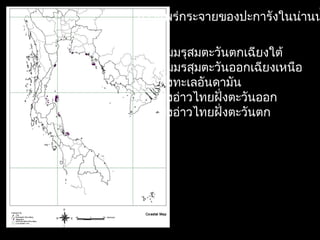 การแพร่กระจายྺองปะการังในน่านน
- ลมมรุสมตะวันตกเฉียงใต้
- ลมมรสุมตะวันออกเฉียงเหนือ
- ฝั่งทะเลอันดามัน
- ฝั่งอ่าวไทยฝั่งตะวันออก
- ฝั่งอ่าวไทยฝั่งตะวันตก
 