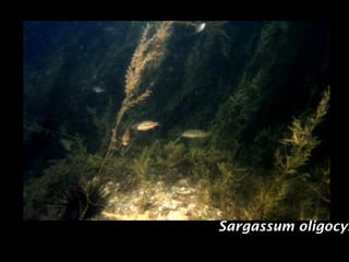 Sargassum oligocys
 
