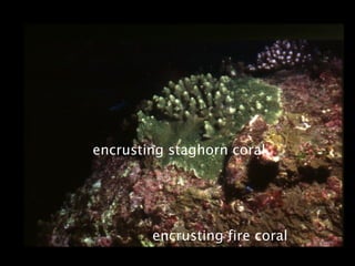 encrusting fire coral
encrusting staghorn coral
 