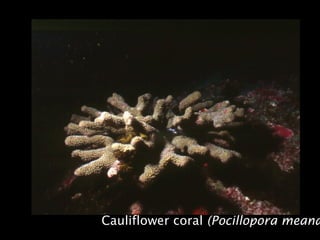 Cauliflower coral (Pocillopora meand
 