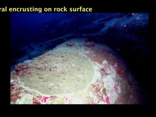 ral encrusting on rock surface
 