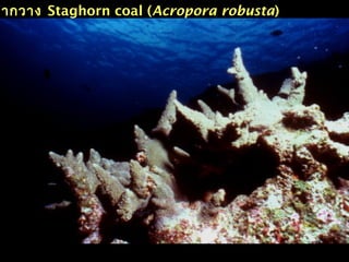ขากวาง Staghorn coal (Acropora robusta)
 