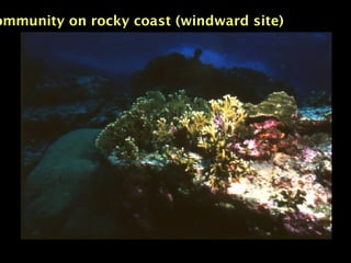 ommunity on rocky coast (windward site)
 