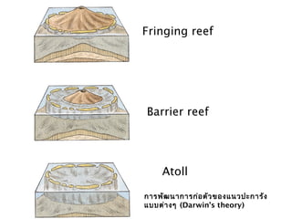 Fringing reef
Barrier reef
Atoll
การพัฒนาการก่อตัวของแนวปะการัง
แบบต่างๆ (Darwin’s theory)
 
