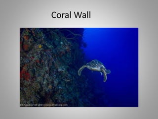 Coral Reefs: Biodiversity and Beauty at Risk