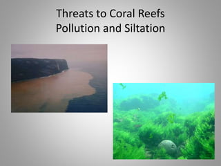 Coral Reefs: Biodiversity and Beauty at Risk