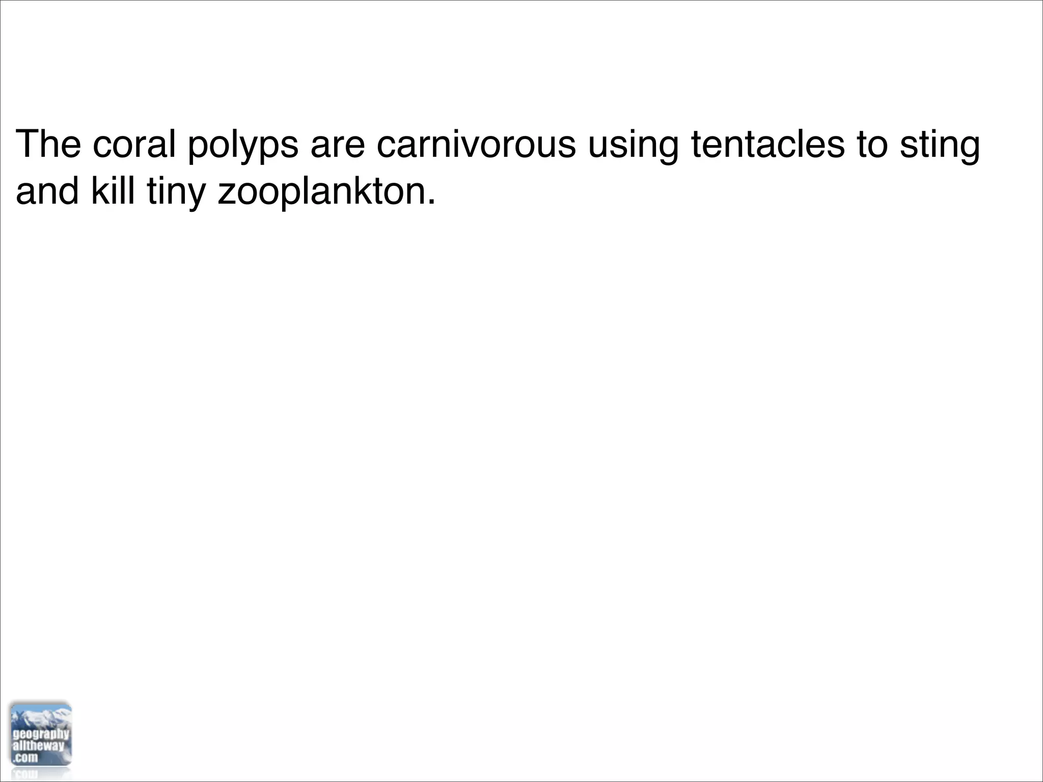 The coral polyps are carnivorous using tentacles to sting
and kill tiny zooplankton.
 