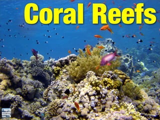 Coral Reefs
 