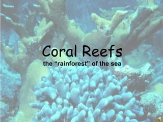 Coral Reefs the “rainforest” of the sea 