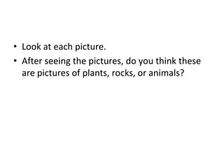 Look at each picture. After seeing the pictures, do you think these are pictures of plants, rocks, or animals? 