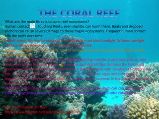 What are the main threats to coral reef ecosystems?
Human contact : Touching Reefs, even slightly, can harm them. Boats and dropped
anchors can cause severe damage to these fragile ecosystems. Frequent human contact
kills the reefs over time.
Runoff water: Silt from eroded soil in runoff water can block sunlight. Without sunlight,
photosynthesis does not occur and reefs gradually die.
Sewage: Untreated or improperly treated sewage promotes the growth of algae, which
harms coral reefs.
Cyanide Fishing: Some fishermen stun fish by squirting cyanide, a very toxic poison, into
reef areas where fish seek refuge. The poison does not kill, but confuses the fish in the
coral where they hide. The fisherman then rip apart the reefs with crowbars to capture the
fish. In addition, cyanide kills coral polyps and the symbiotic algae and other small
organisms necessary for healthy reefs. Cyanide fishing is common in the South Pacific and
Southeast Asia.
Fertilizers & Pollution: Fertilizer runoff, pesticides and other chemicals can poison reefs.
Blast Fishing: Shock waves from blast fishing can destroy the beautiful coral reefs.
I got this information from
http://www.mbgnet.net/salt/coral/threats.htm
 