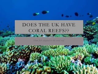 DOES THE UK HAVE
CORAL REEFS??
How fish adapted to the coral reef
 