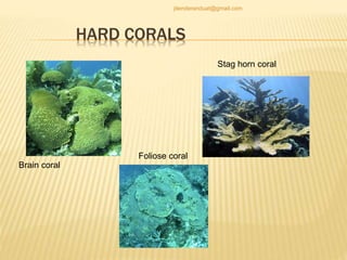 HARD CORALS
Brain coral
Stag horn coral
Foliose coral
jitenderanduat@gmail.com
 