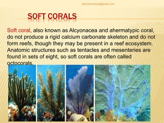 SOFT CORALS
Soft coral, also known as Alcyonacea and ahermatypic coral,
do not produce a rigid calcium carbonate skeleton and do not
form reefs, though they may be present in a reef ecosystem.
Anatomic structures such as tentacles and mesenteries are
found in sets of eight, so soft corals are often called
octocorals.
jitenderanduat@gmail.com
 