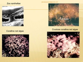Tuft algae
Zoo xanthellae
Coralline red algae
Crustose coralline red algae
jitenderanduat@gmail.com
 