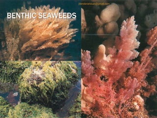 BENTHIC SEAWEEDS
jitenderanduat@gmail.com
 