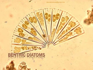 BENTHIC DIATOMS
jitenderanduat@gmail.com
 