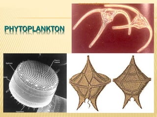 PHYTOPLANKTON
jitenderanduat@gmail.com
 