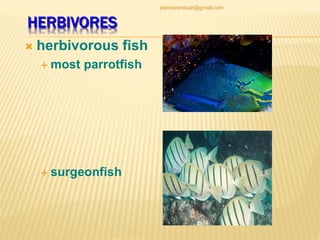 HERBIVORES
 herbivorous fish
 most parrotfish
 surgeonfish
jitenderanduat@gmail.com
 