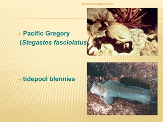  Pacific Gregory
(Stegastes fasciolatus)
 tidepool blennies
jitenderanduat@gmail.com
 