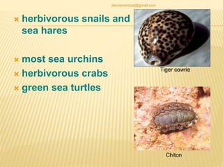  herbivorous snails and
sea hares
 most sea urchins
 herbivorous crabs
 green sea turtles
Chiton
Tiger cowrie
jitenderanduat@gmail.com
 