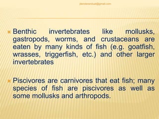  Benthic invertebrates like mollusks,
gastropods, worms, and crustaceans are
eaten by many kinds of fish (e.g. goatfish,
wrasses, triggerfish, etc.) and other larger
invertebrates
 Piscivores are carnivores that eat fish; many
species of fish are piscivores as well as
some mollusks and arthropods.
jitenderanduat@gmail.com
 