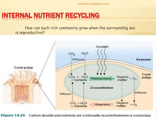 INTERNAL NUTRIENT RECYCLING
How can such rich community grow when the surrounding sea
is unproductive?
jitenderanduat@gmail.com
 
